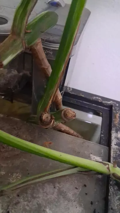 plant/Monstera Borsigiana Albo (tri colored)Cuttings-5-thumbnail