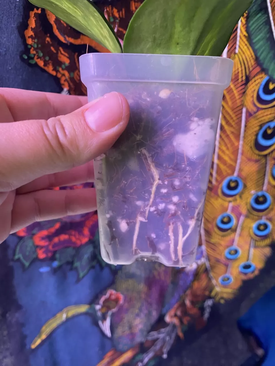 plant/Hoya Obovata Inner Variegated-2