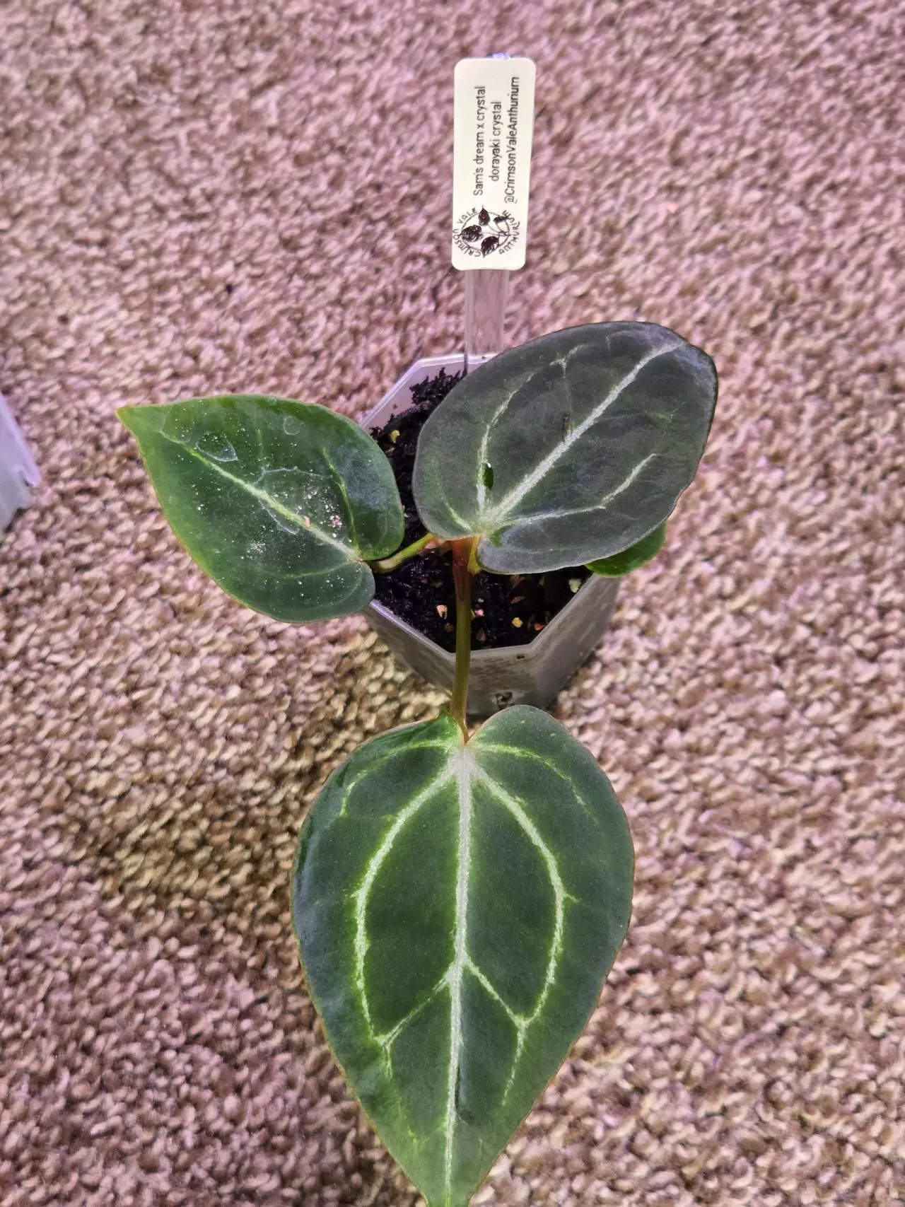 plant/Anthurium Hybrid-0