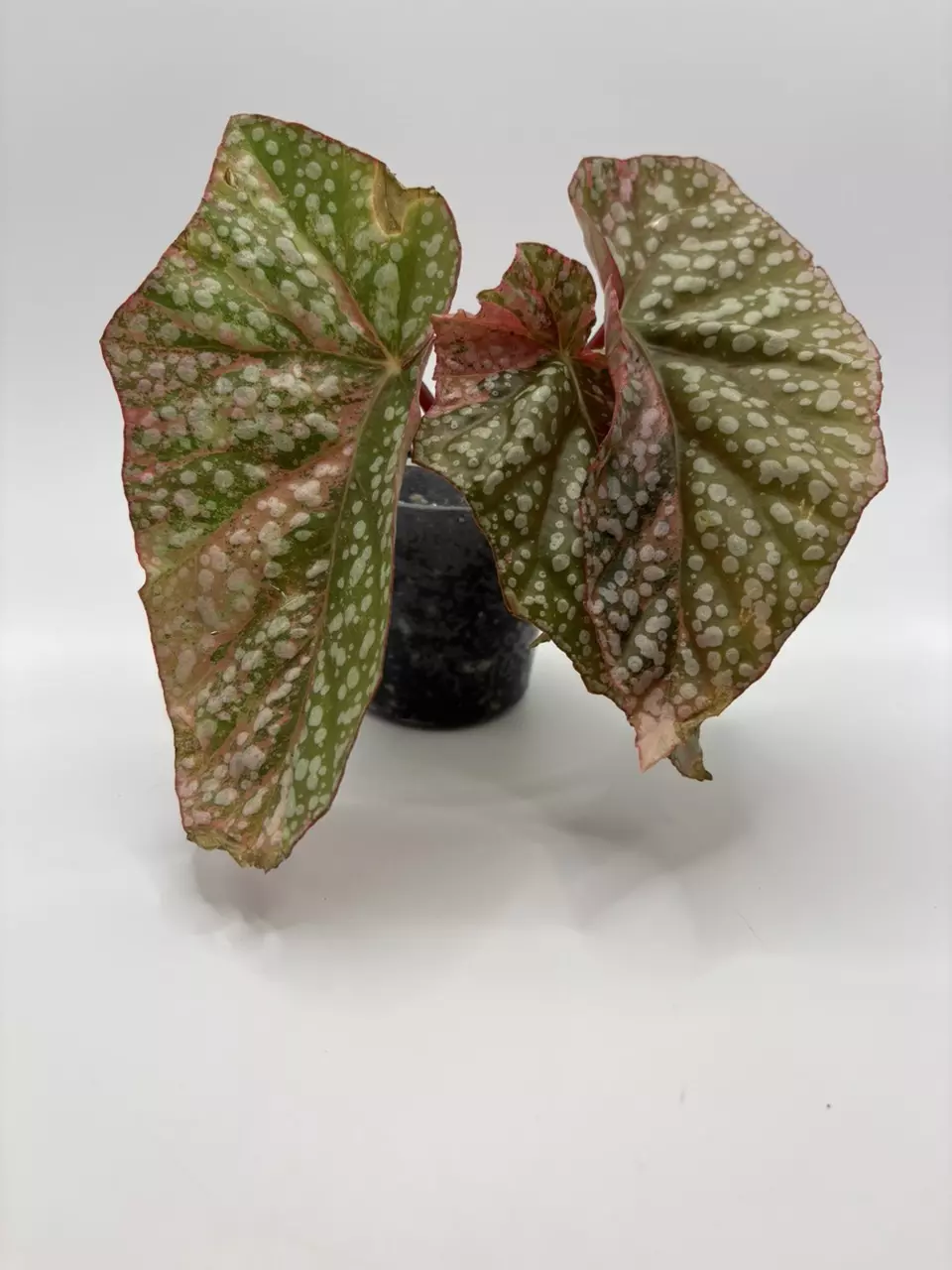 plant/Begonia ‘Snow Capped’ Variegated-5