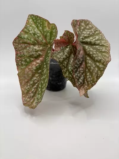 plant/Begonia ‘Snow Capped’ Variegated-5-thumbnail