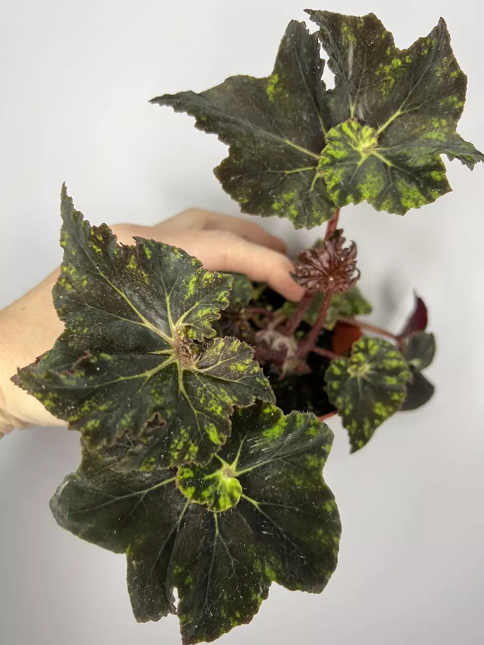 plant/Begonia Shanicka-0