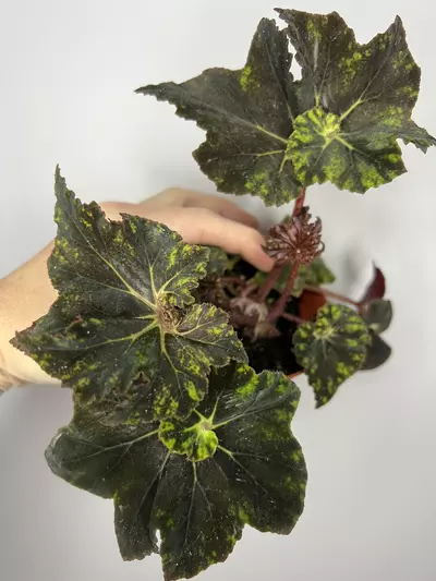 plant/Begonia Shanicka-0-thumbnail