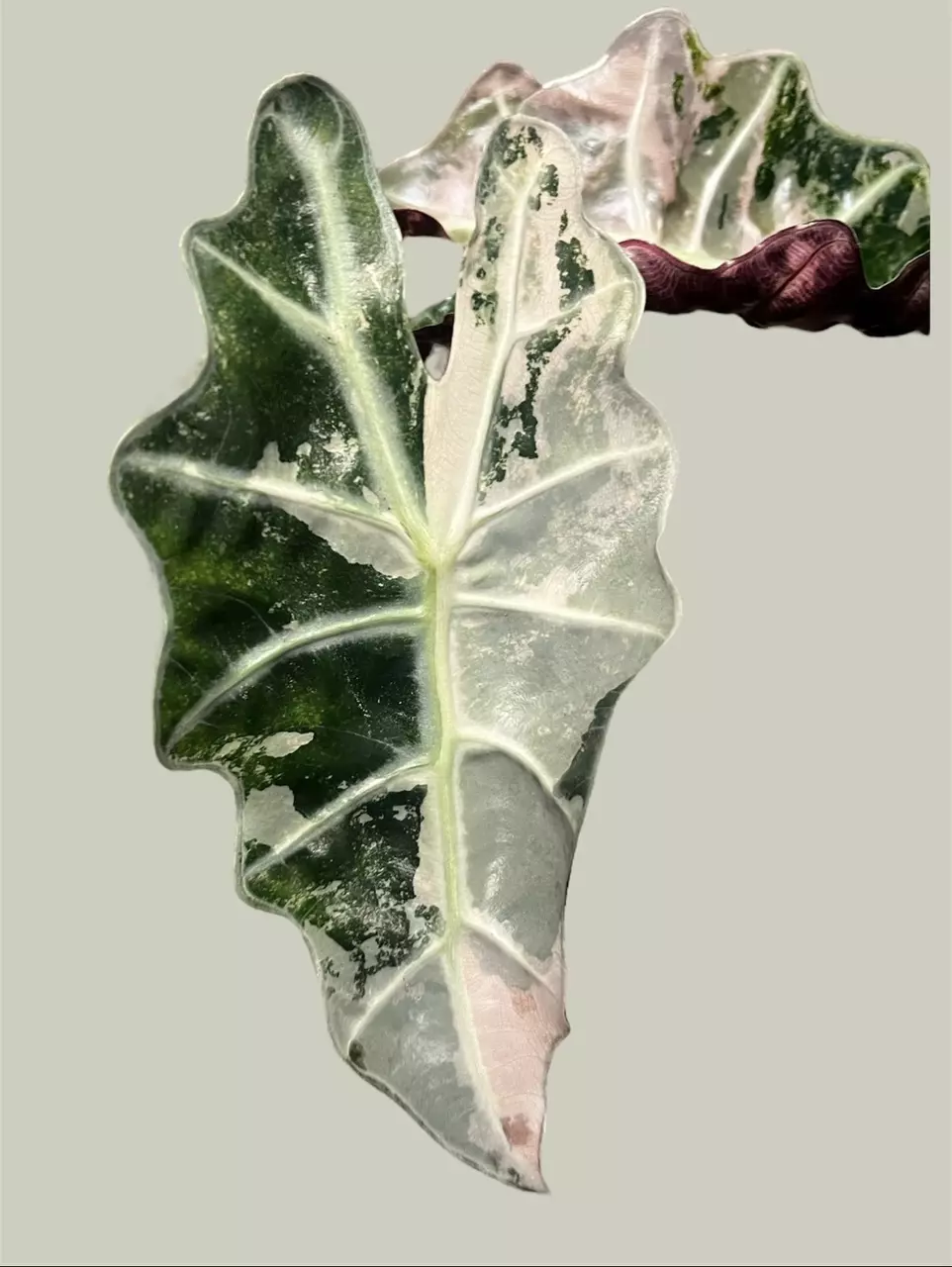 plant/Corm B - Pink Variegated Alocasia Thai Amazonica-0