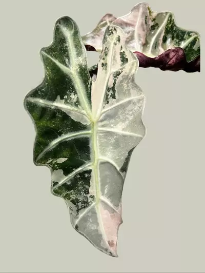plant/Corm B - Pink Variegated Alocasia Thai Amazonica-0-thumbnail