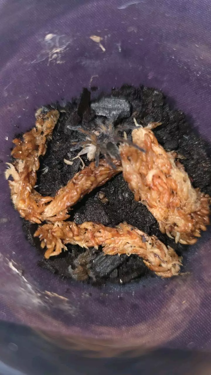 plant/Golden Blue Leg Baboon (Harpactira pulchripes) 3/4"-0