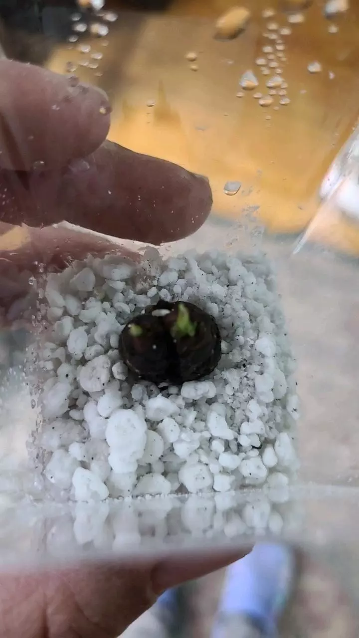 plant/Alocasia MYSTERY Dragon Scale or Silver? Sprouted Corm 12-036-0