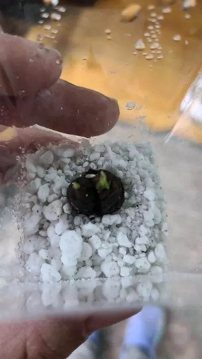 plant/Alocasia MYSTERY Dragon Scale or Silver? Sprouted Corm 12-036-0-thumbnail