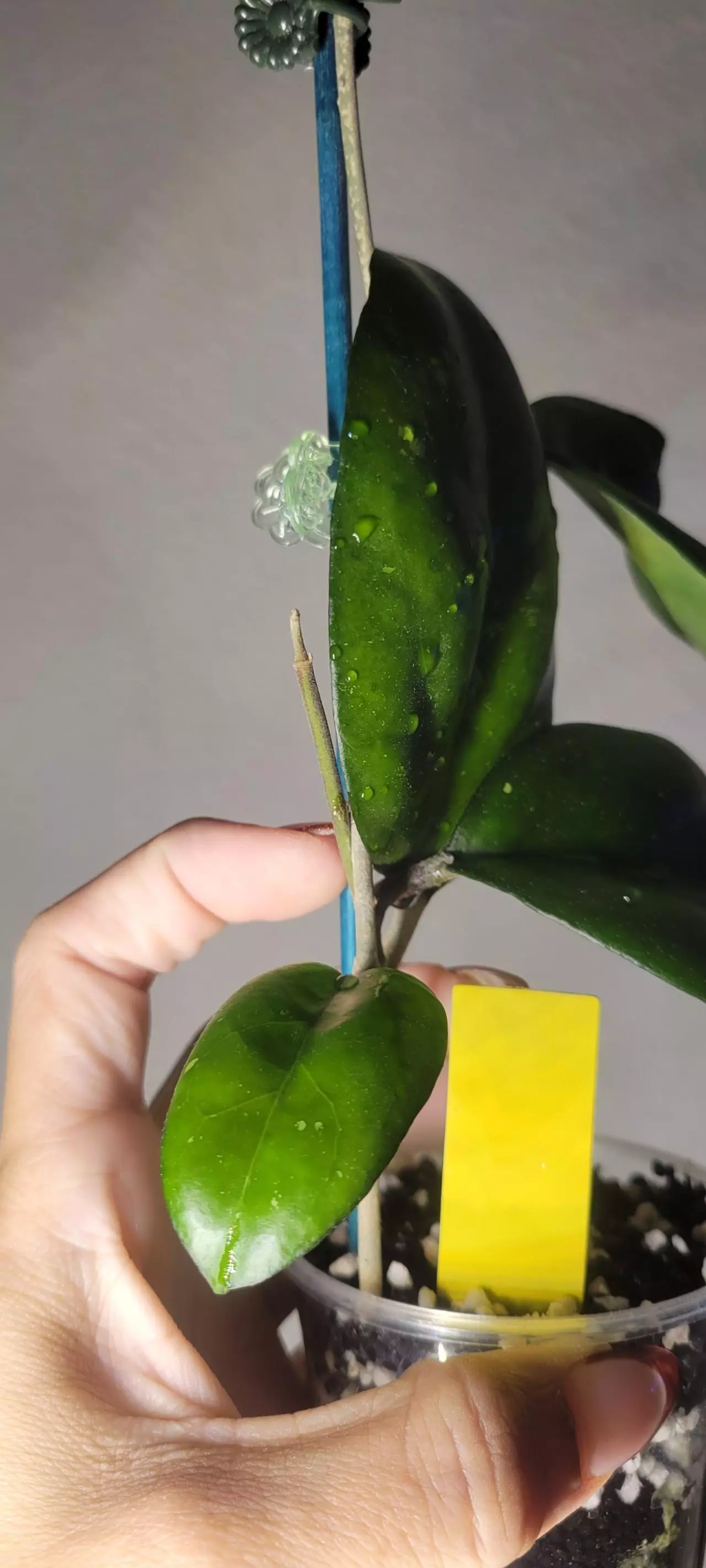 plant/Hoya Vitellina Splash *Rooted-2