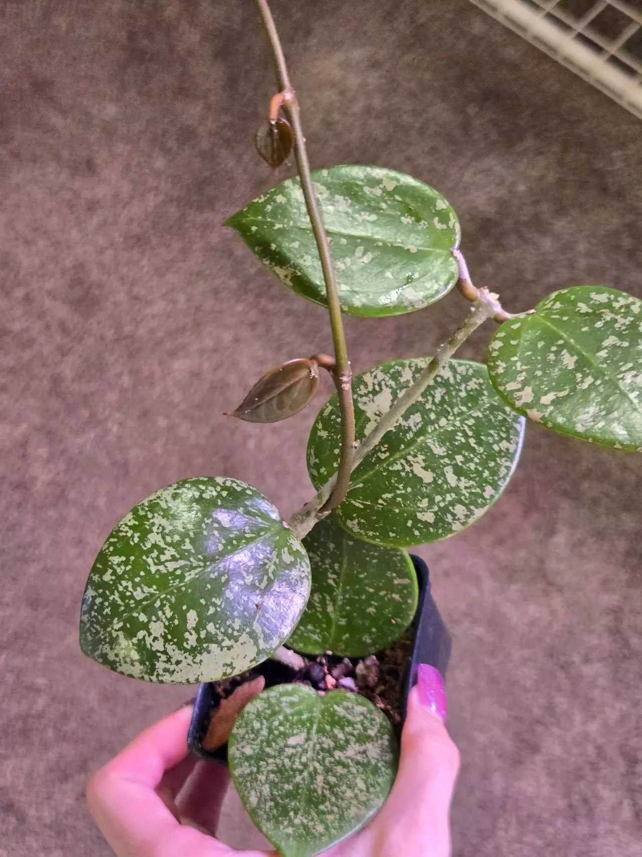 plant/Hoya Parasitica Splash-0