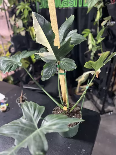 plant/Huge Philodendron Golden Dragon bottom cut-0-thumbnail