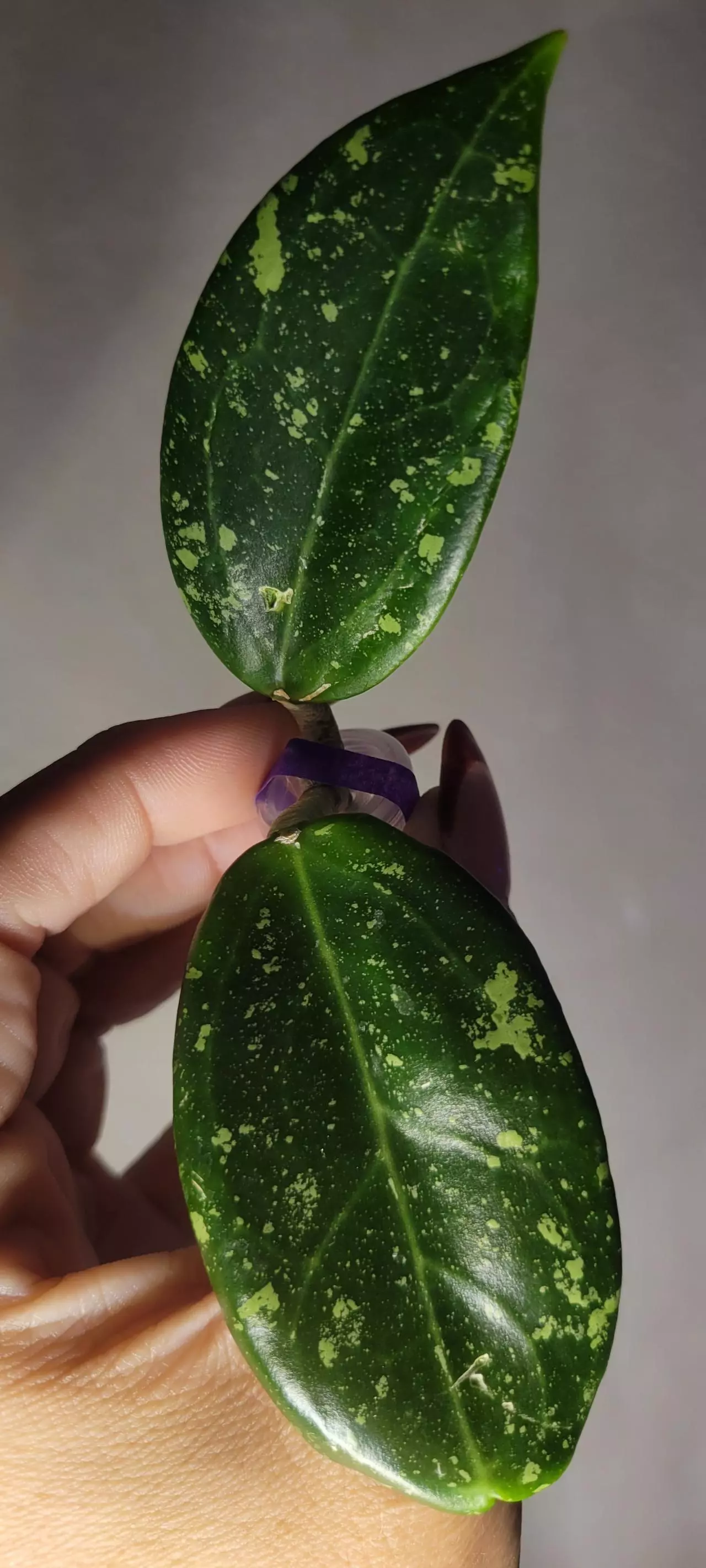 plant/Hoya AH805 Splash *lightly rooted-2