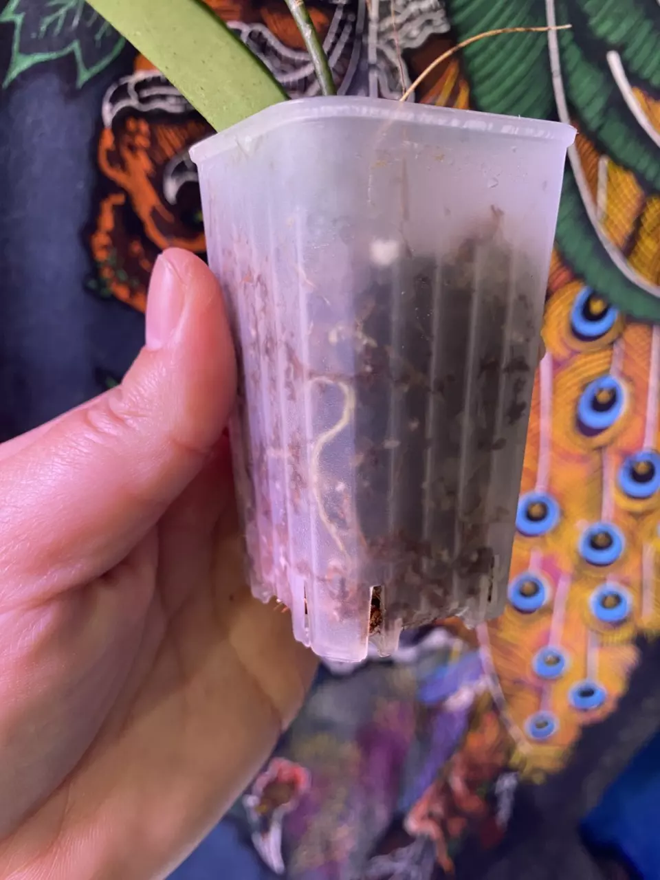 plant/Hoya EPC301 Black Leaves-1