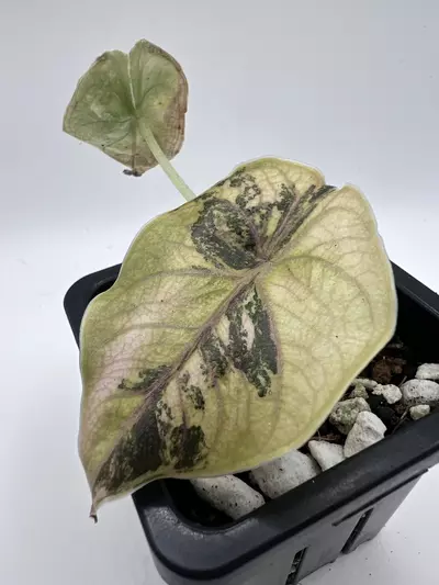 plant/Alocasia Azlanii Orange-2-thumbnail