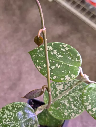 plant/Hoya Parasitica Splash-2-thumbnail