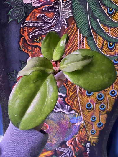 plant/Hoya Cotton Candy-0-thumbnail