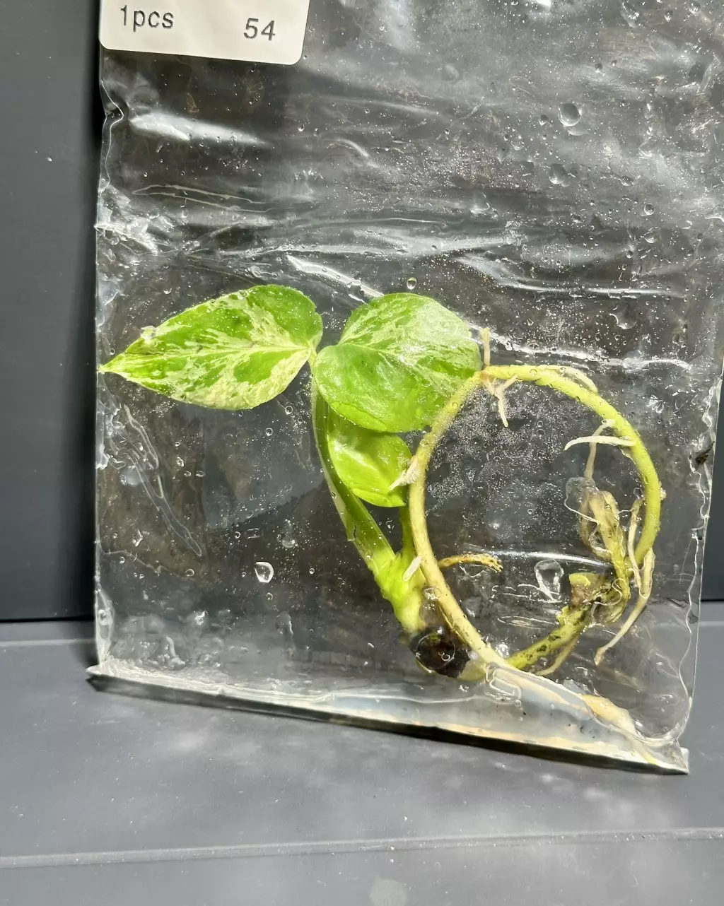 plant/BULBASAUR MONSTERA TC - EXACT - 54-0