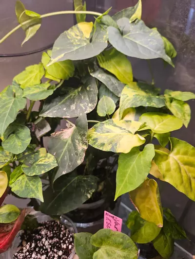 plant/Fallopia multiflora aurea #1-5-thumbnail