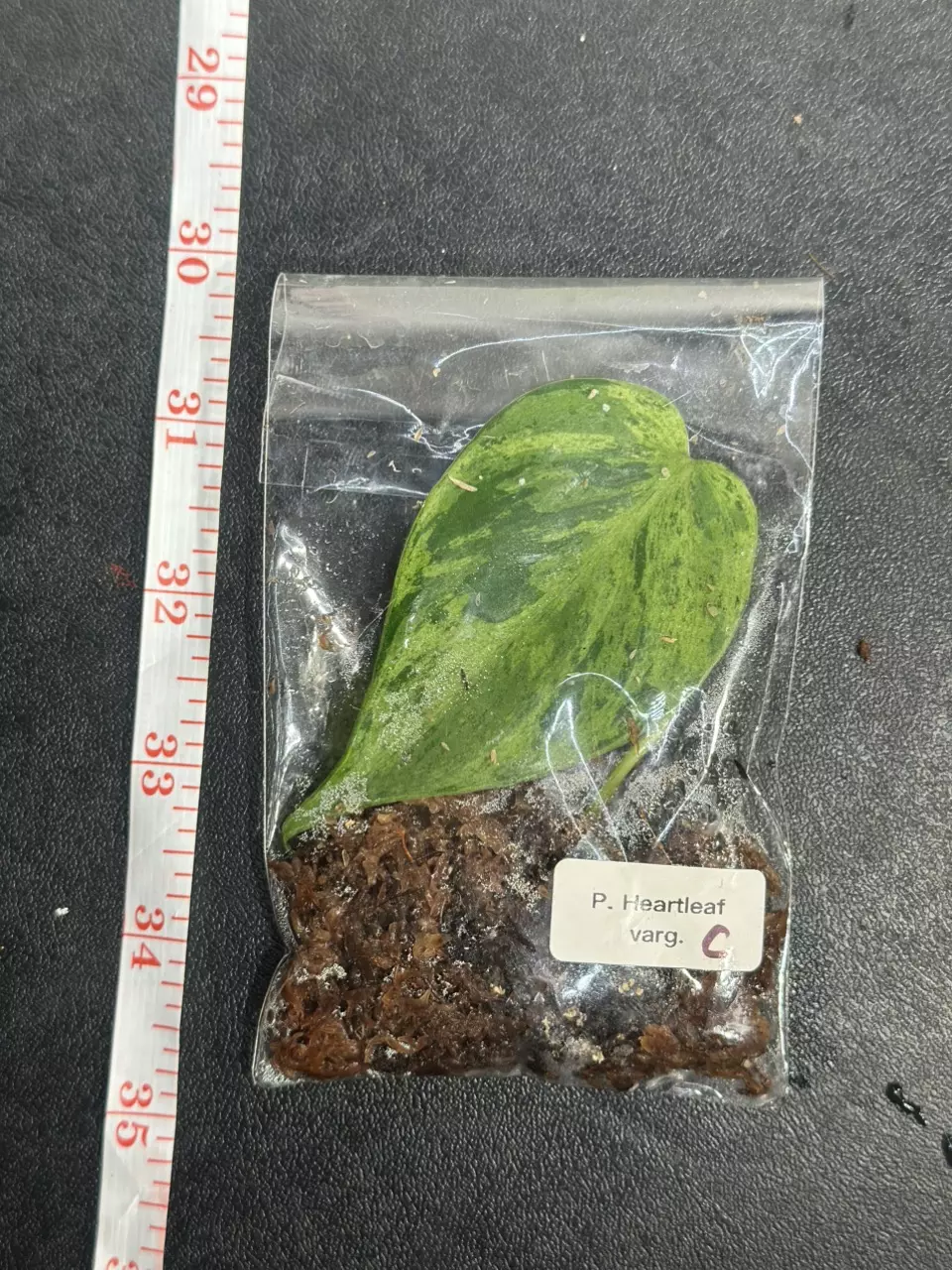 plant/Variegated Heartleaft Philodendron-2