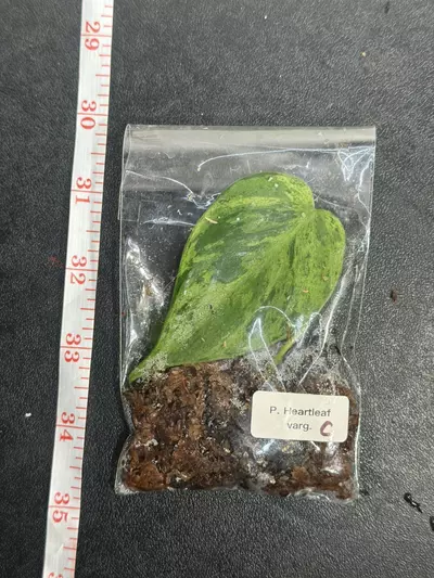 plant/Variegated Heartleaft Philodendron-2-thumbnail