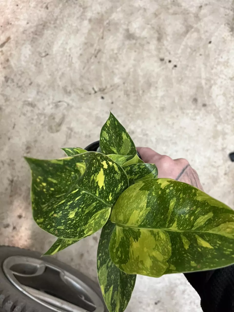 plant/Philodendron green Congo nuclear-1
