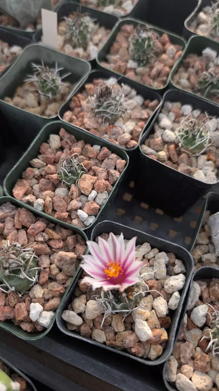 plant/NEW ! Turbinicarpus Schmedickianus 10ct.-0