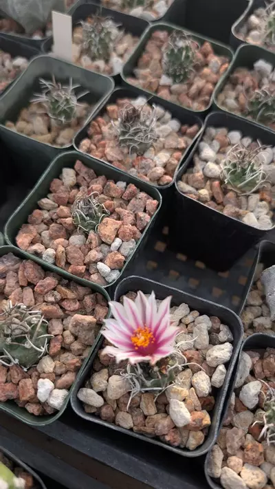 plant/NEW ! Turbinicarpus Schmedickianus 10ct.-0-thumbnail