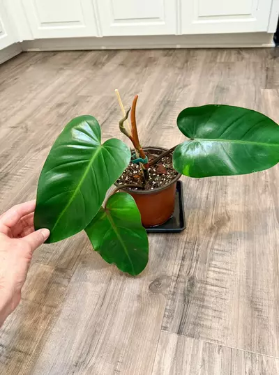 plant/Philodendron Red Emerald – 6 inch pot-3-thumbnail