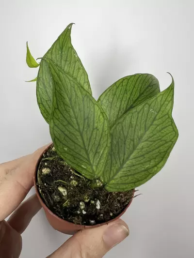 plant/Hoya Polyneura ‘Fishtail Hoya’-0-thumbnail