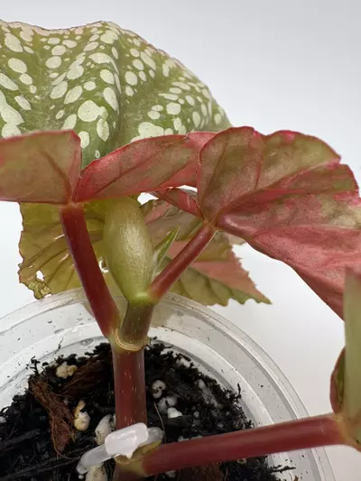 plant/Begonia ‘Snow Capped’ Variegated-2-thumbnail