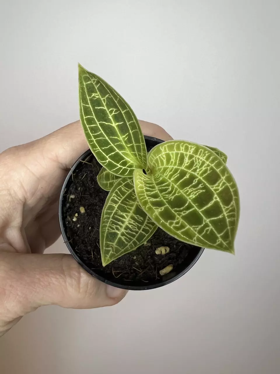 plant/Jewel Orchid Green-0