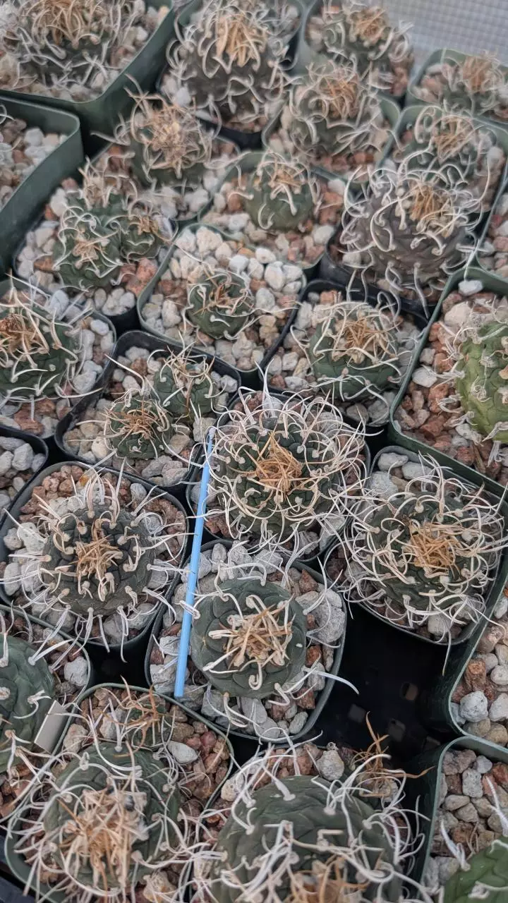 plant/NEW ! Turbinicarpus Klinkerianus Schwarzii 10ct-0