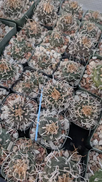 plant/NEW ! Turbinicarpus Klinkerianus Schwarzii 10ct-0-thumbnail