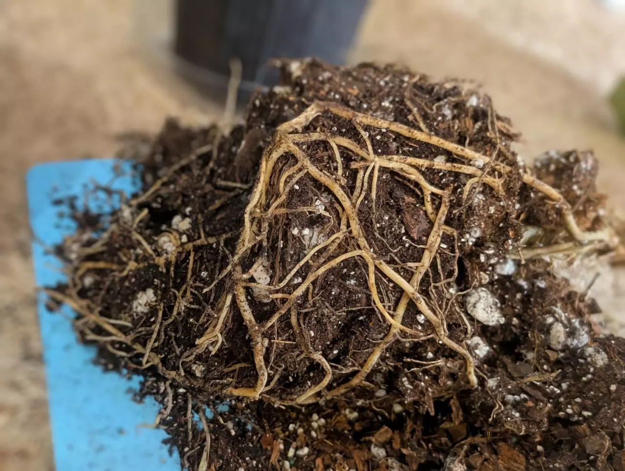 plant/Anthurium Regale Mother Plant with new growth 1G-3