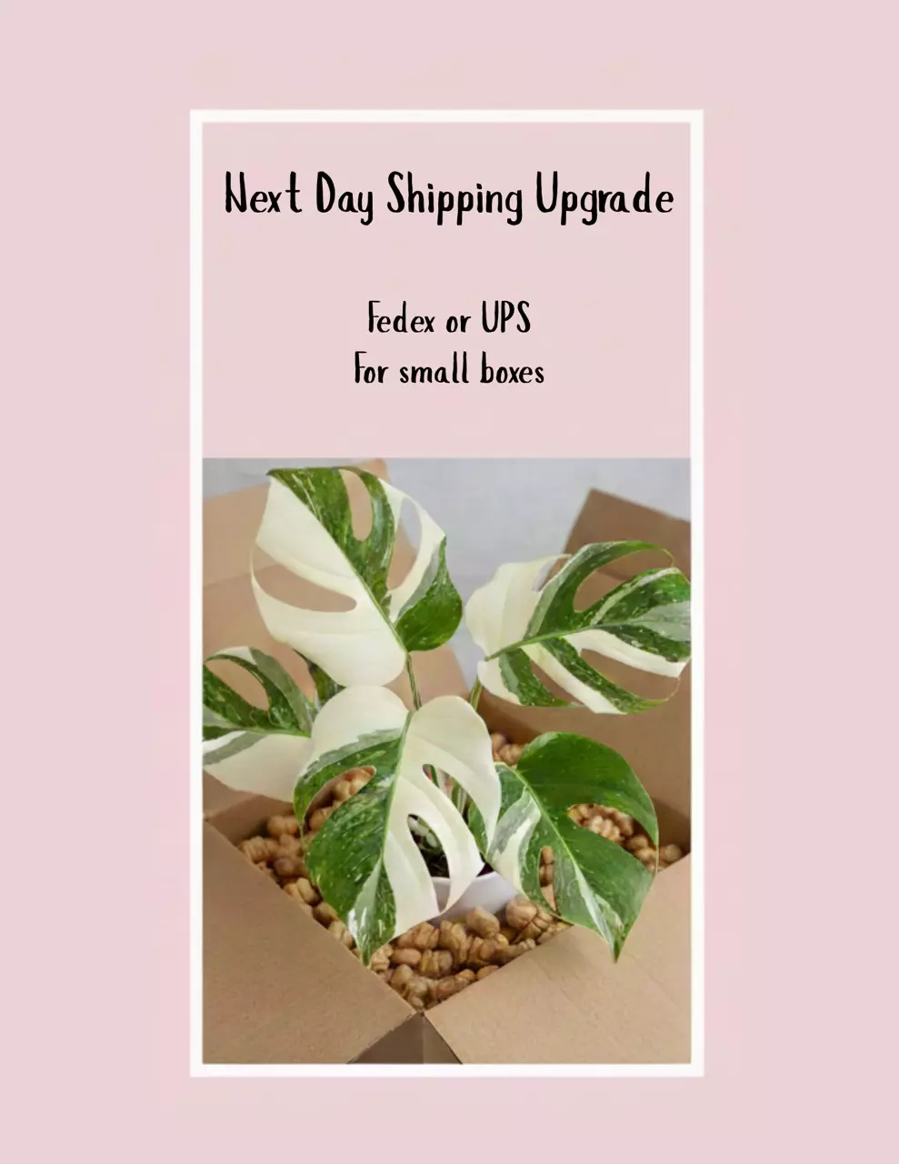 shipping_upgrade/Next Day Shipping Upgrade-0