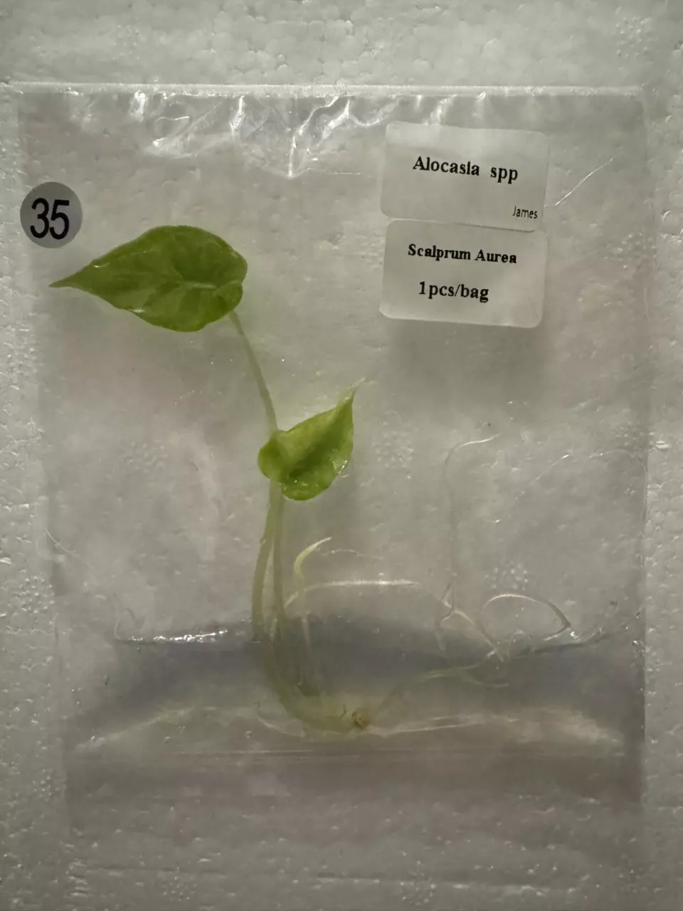 plant/Alocasia Scalprum Aurea TC 35-0