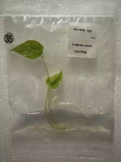 plant/Alocasia Scalprum Aurea TC 35-0-thumbnail