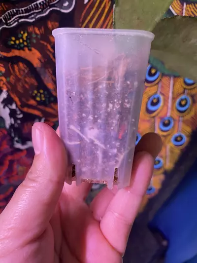 plant/Hoya Nong Nooch-3-thumbnail