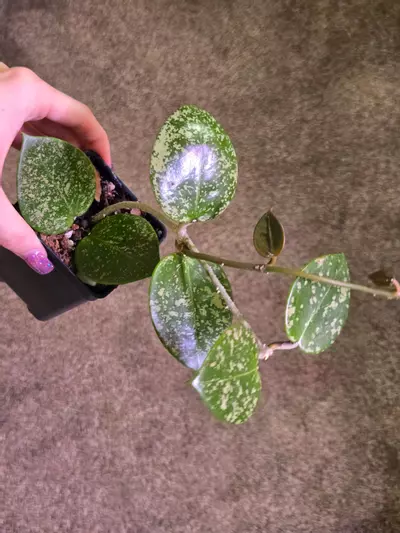 plant/Hoya Parasitica Splash-1-thumbnail