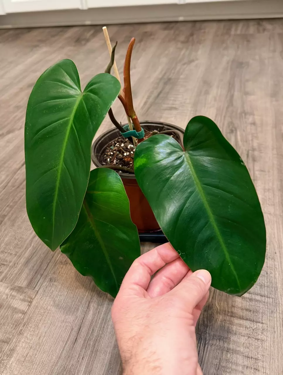 plant/Philodendron Red Emerald – 6 inch pot-0