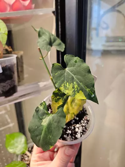 plant/Fallopia multiflora aurea #1-3-thumbnail