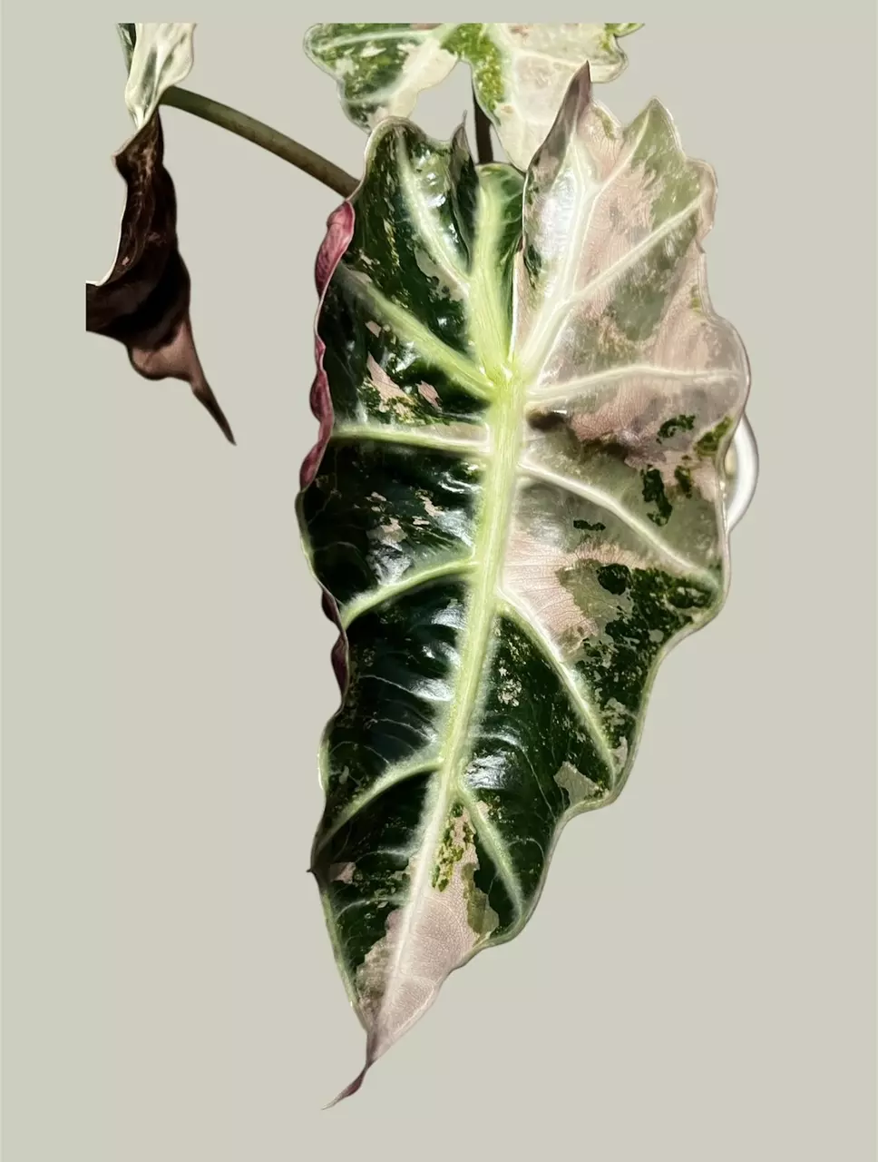 plant/Corm B - Pink Variegated Alocasia Thai Amazonica-1