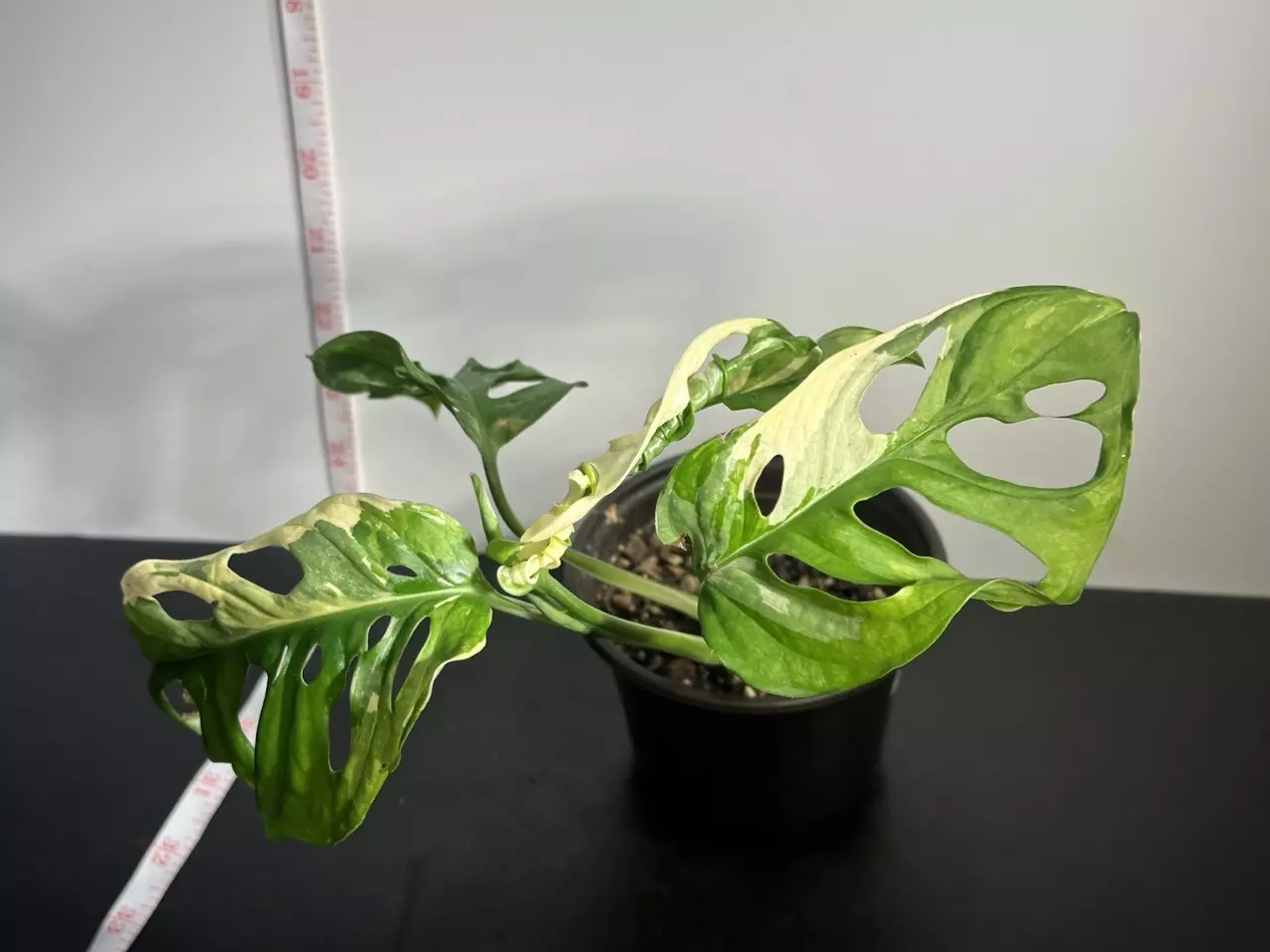 plant/Variegated Monstera Adansonii-4