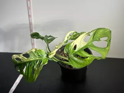plant/Variegated Monstera Adansonii-4-thumbnail
