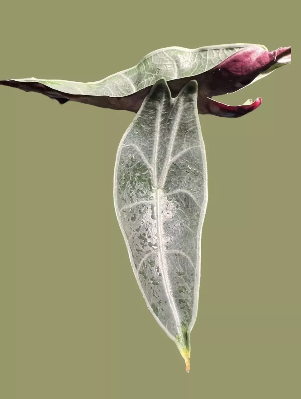 plant/Corm E - Alocasia Longiloba Purple (Read
Description)-1