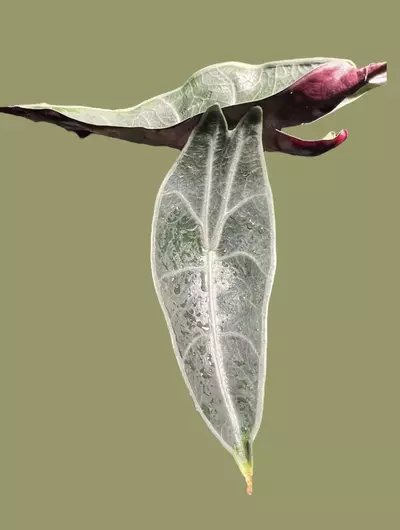 plant/Corm E - Alocasia Longiloba Purple (Read
Description)-1-thumbnail