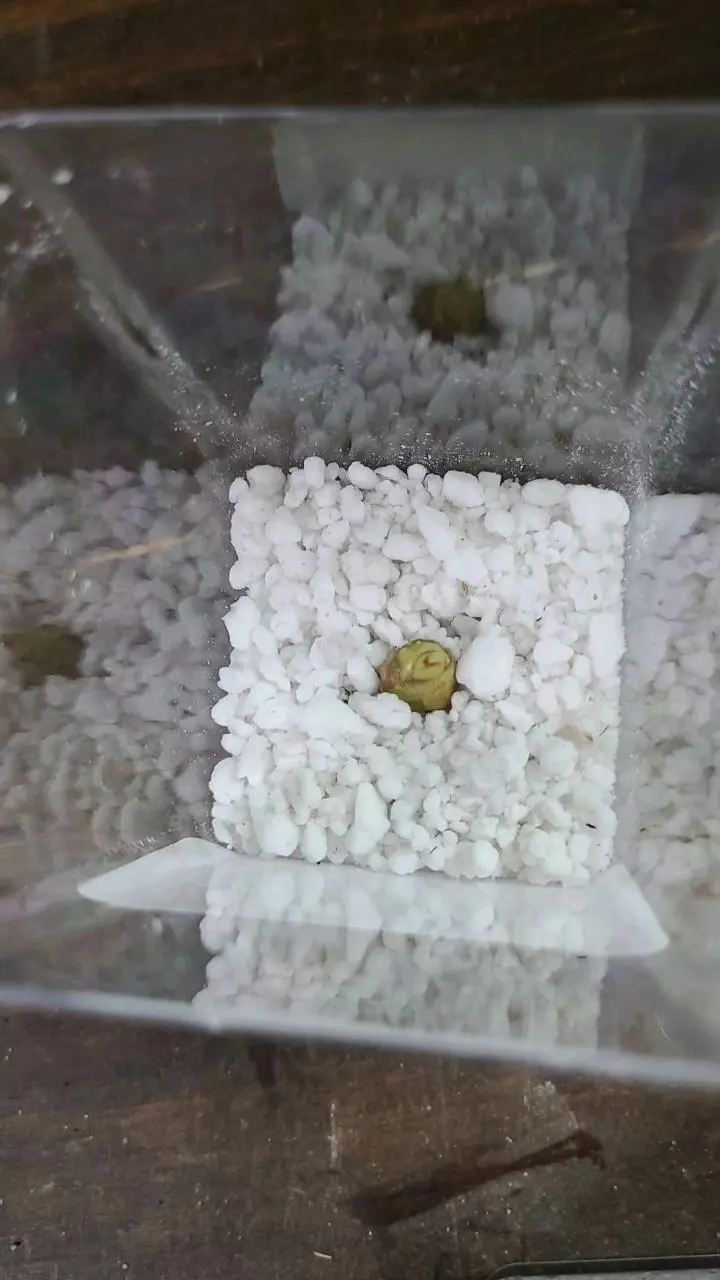 plant/Alocasia Gageana Aurea Sprouted Corm 12-034-0