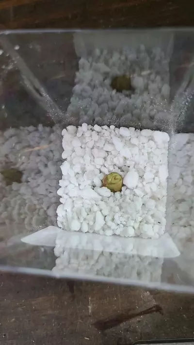 plant/Alocasia Gageana Aurea Sprouted Corm 12-034-0-thumbnail