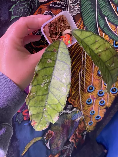 plant/Hoya Nong Nooch-0-thumbnail