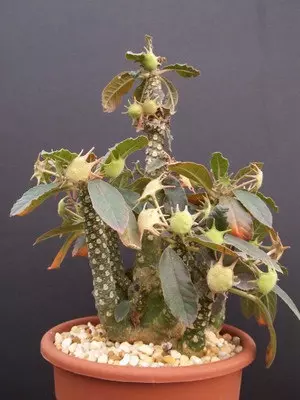 plant/Dorstenia foetida (Grower’s Choice)-0